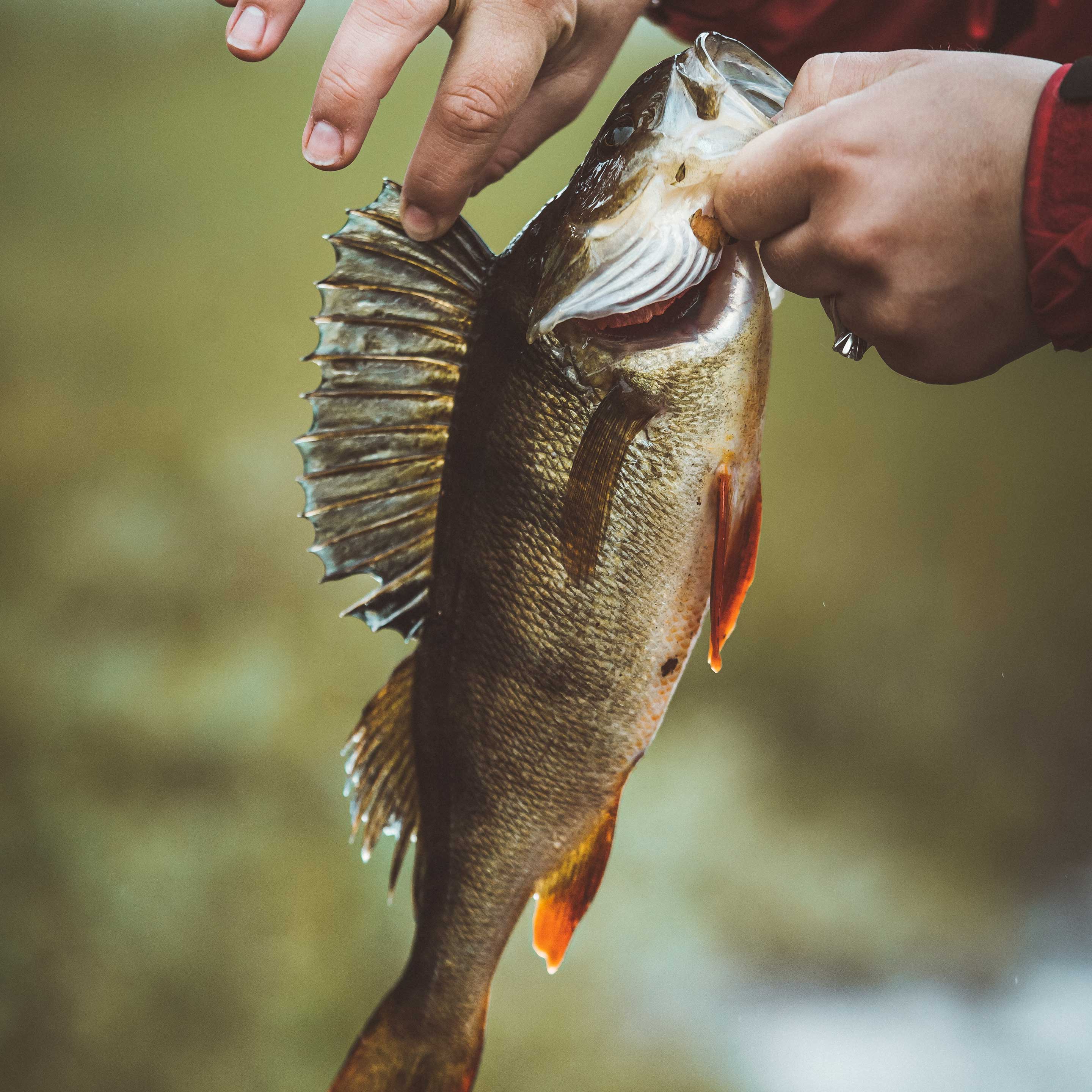Nærbilde av en abbor som holdes slik at ryggfinnen står rett opp. Hendene som holder fisken er feminine og har på seg ring. 